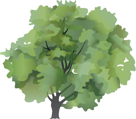 Norway Maple (Acer Platanoides)