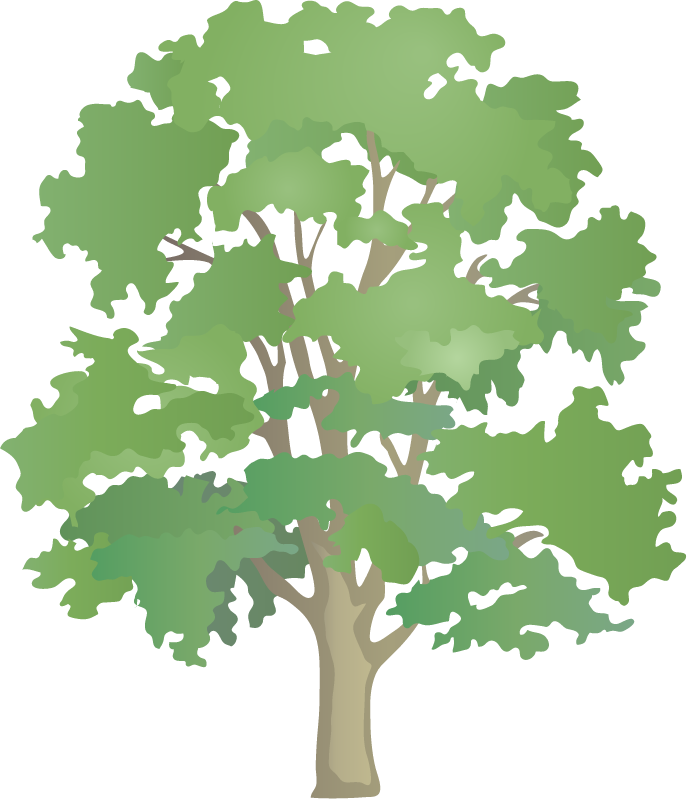 Sycamore Maple (Acer Pseudoplatanus)