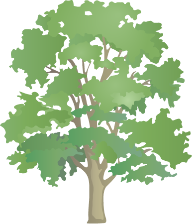 Sycamore Maple (Acer Pseudoplatanus)