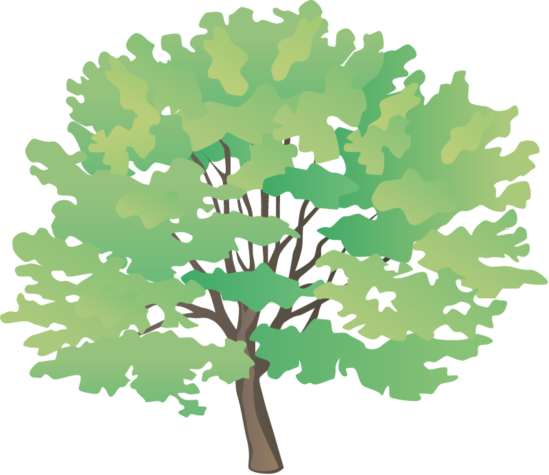 Red Maple (Acer Rubrum)
