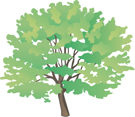 Red Maple (Acer Rubrum)