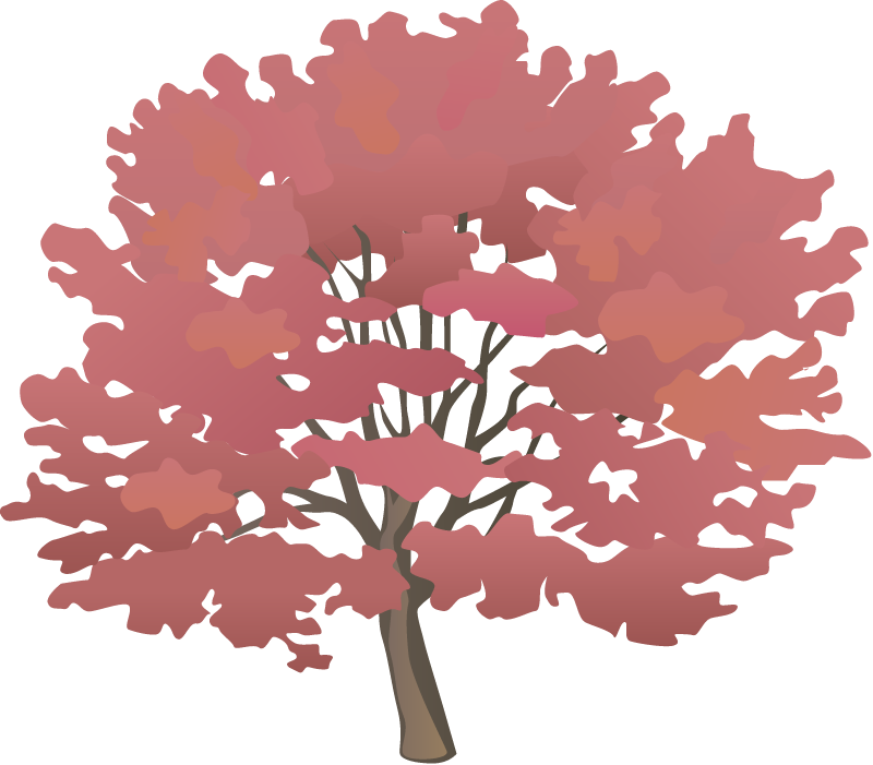 Red Maple (Acer Rubrum)