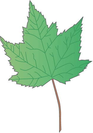 Red Maple Leaf (Acer Rubrum)