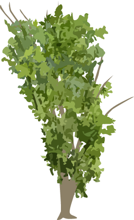 Silver Maple (Acer Saccharinum)