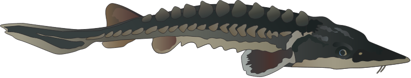 Atlantic Sturgeon (Acipenser Oxyrinchus)