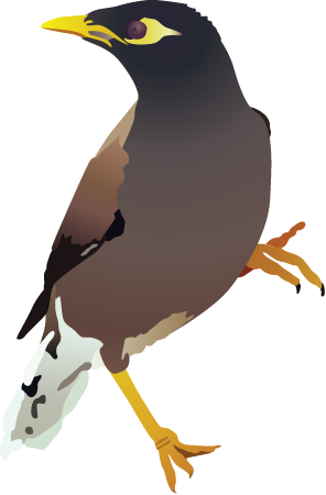 Common Myna (Acridotheres Tristis)