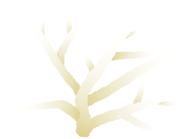 Bleached (Acropora Cervicornis)