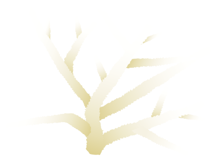 Bleached (Acropora Cervicornis)