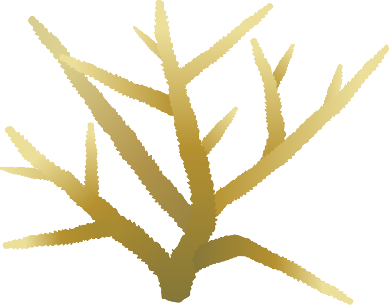 Staghorn Coral (Acropora Cervicornis)
