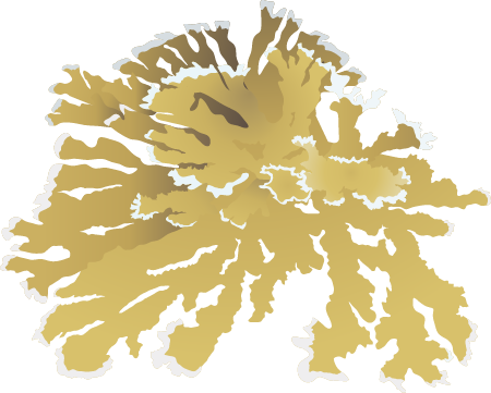 Elkhorn Coral (Acropora Palmata)