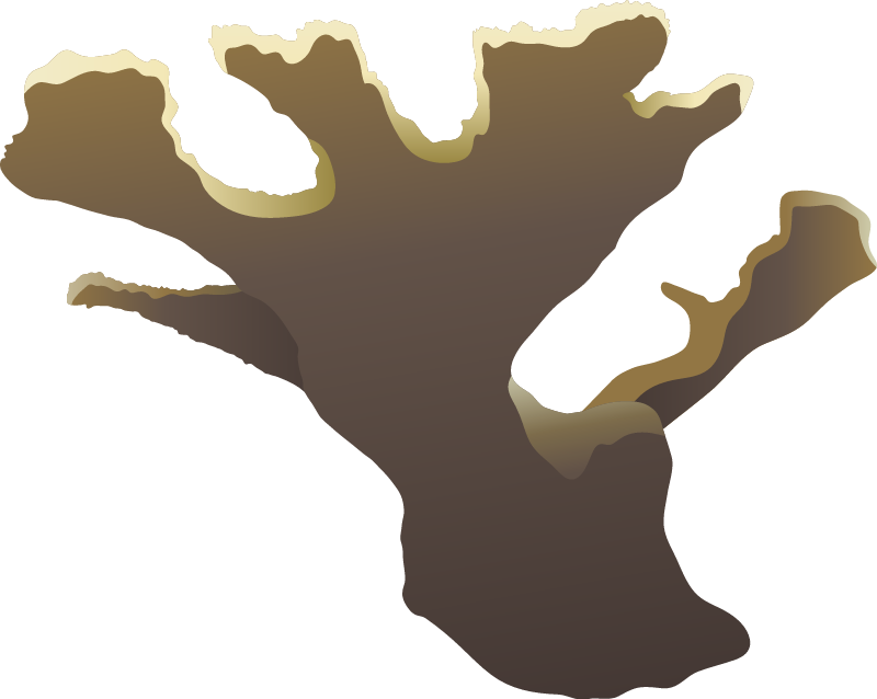 Elkhorn Coral (Acropora Palmata)