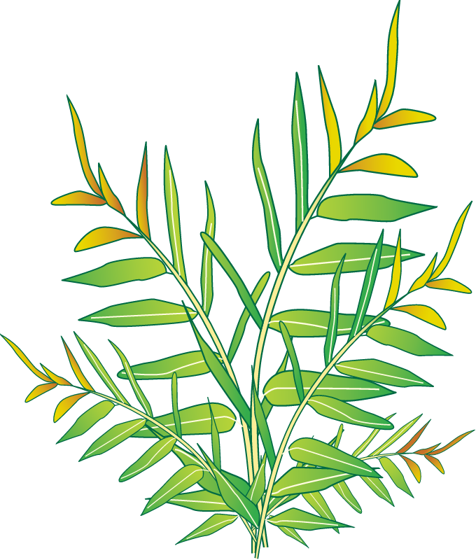 Mangrove Fern (Acrostichum Speciosum)