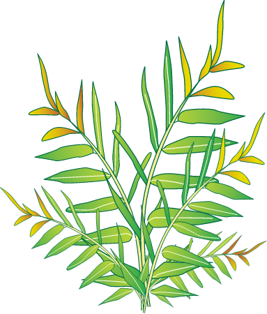 Mangrove Fern (Acrostichum Speciosum)