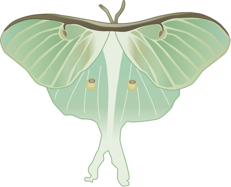 Luna Moth (Actias Luna)