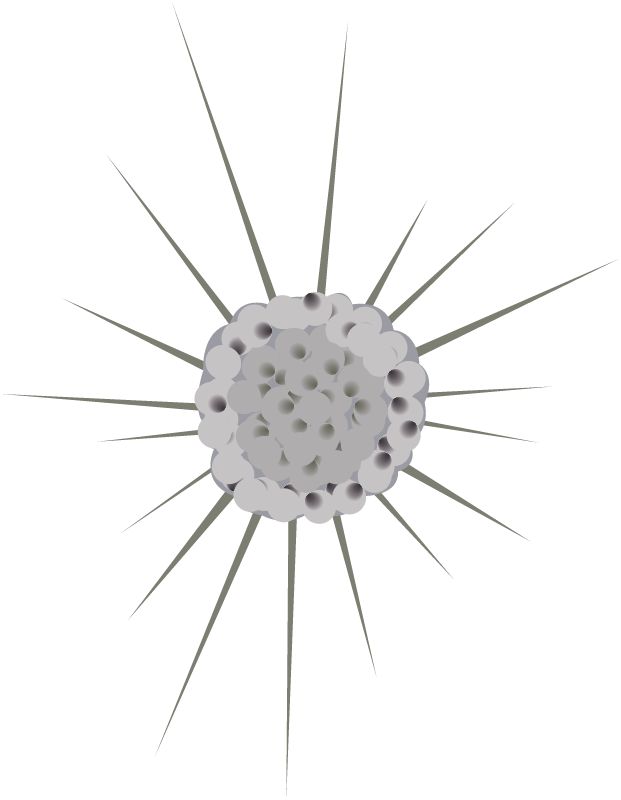 Amoeba (Actinophrys Sol)