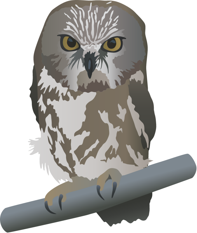 Northern Saw Whet Owl (Aegolius Acadicus)