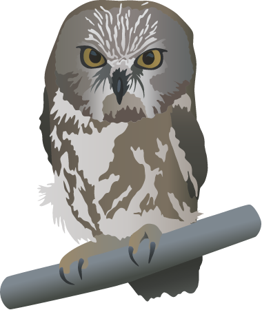 Northern Saw Whet Owl (Aegolius Acadicus)