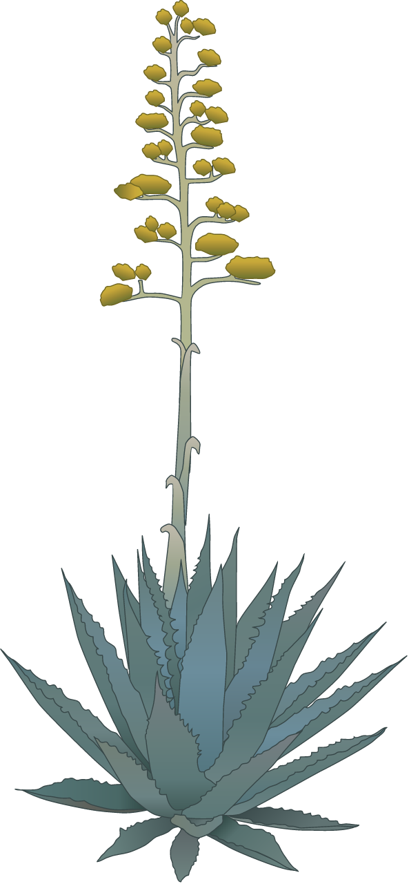 Agave with Stalk (Agave)