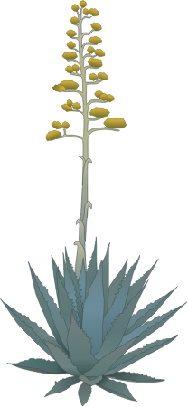 Agave with Stalk (Agave)