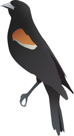 Red Winged Blackbird (Agelaius Phoeniceus)