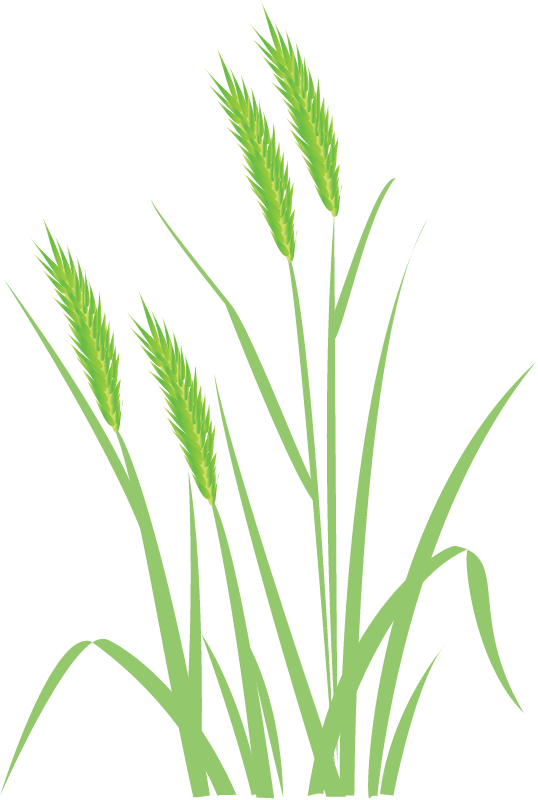 Crested Wheatgrass (Agropyron Pectiniforme)