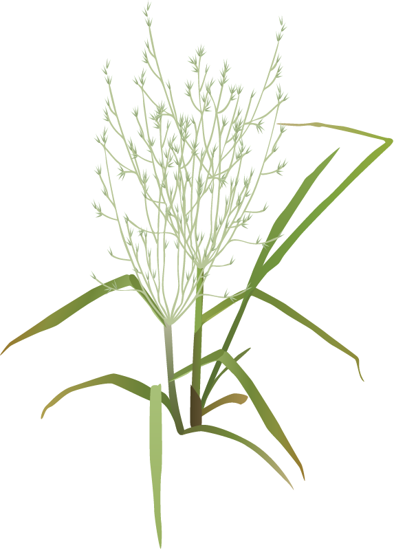Tickle Grass (Agrostis)