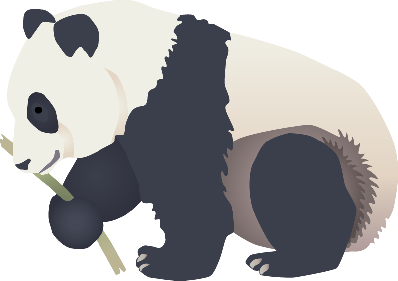 Panda (Ailuropoda Melanoleuca)