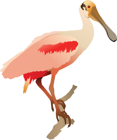Roseate Spoonbill (Ajaja Ajaja)