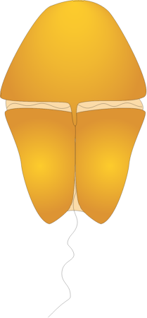 Dinoflagellate (Akashiwo Sanguinea)