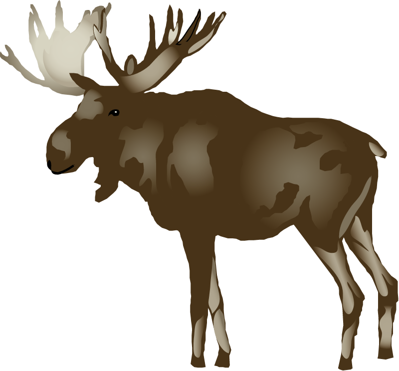 Moose (Alces Alces)