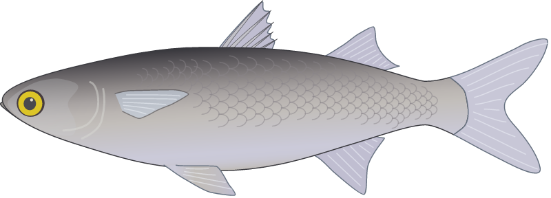 Yellow-eye Mullet (Aldrichetta Forsteri)