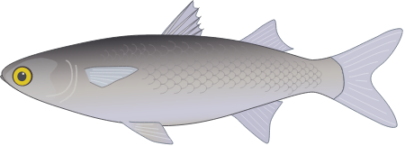 Yellow-eye Mullet (Aldrichetta Forsteri)