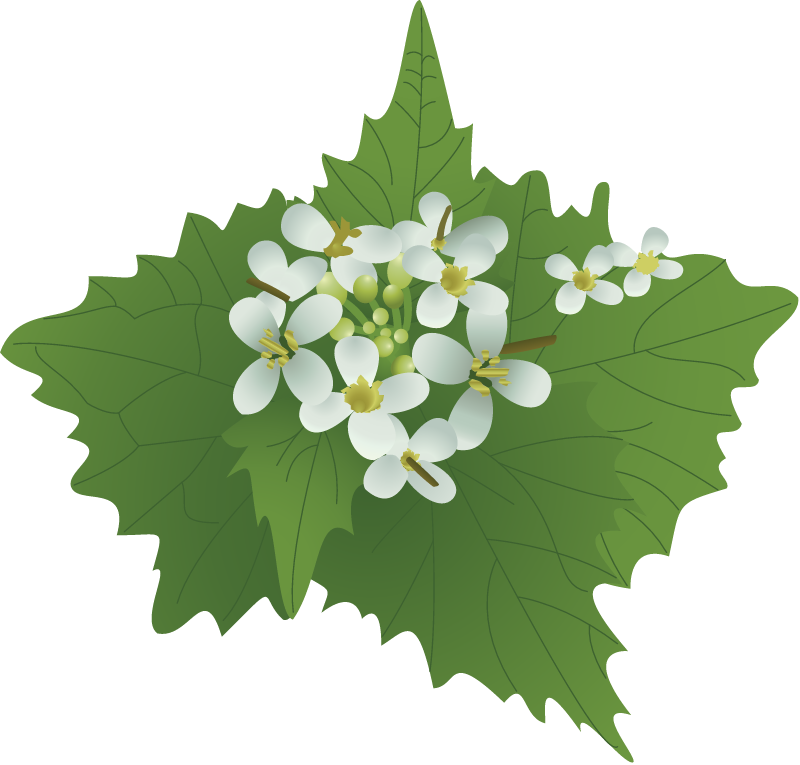 Garlic Mustard (Alliaria Petiolata)