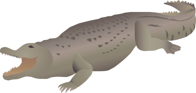 American Alligator (Alligator Mississippiensis)
