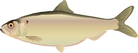 Blueback Herring (Alosa Aestivalis)