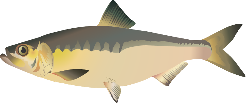 Hickory Shad (Alosa Mediocris)