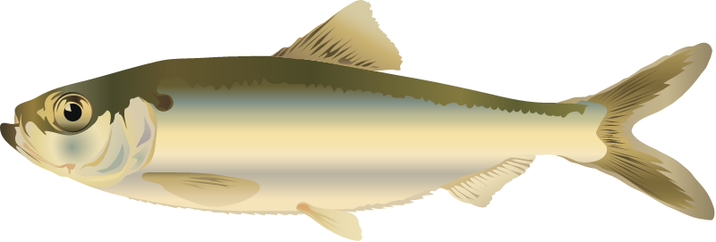Alewife (Alosa Pseudoharengus)