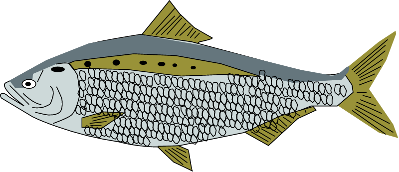 American Shad (Alosa Sapidissima)