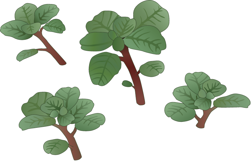 Seabeach Amaranth (Amaranthus Pumilus)