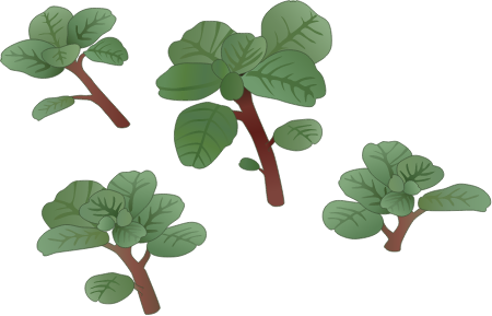 Seabeach Amaranth (Amaranthus Pumilus)