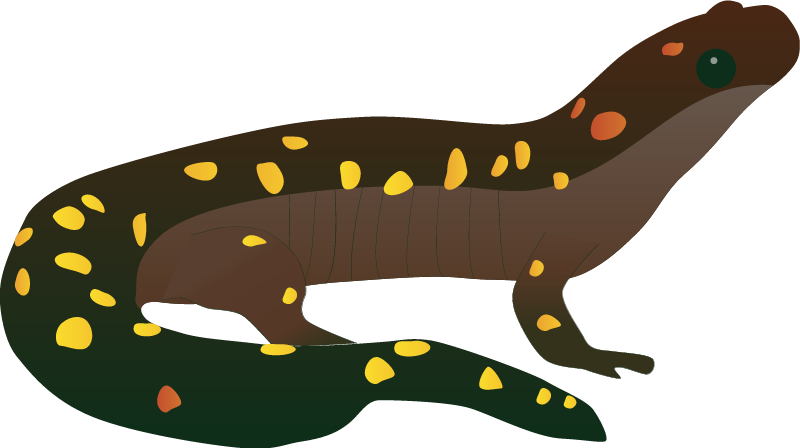 Spotted Salamander (Ambystoma Maculatum)