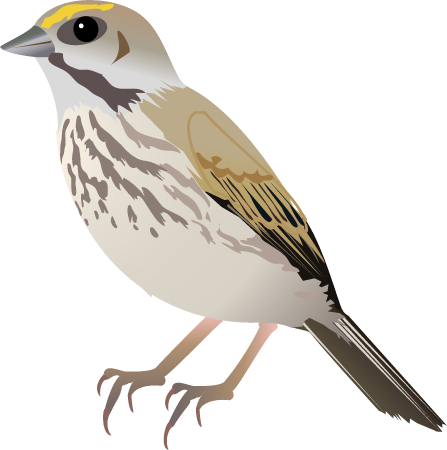 Seaside Sparrow (Ammodramus Maritimus)