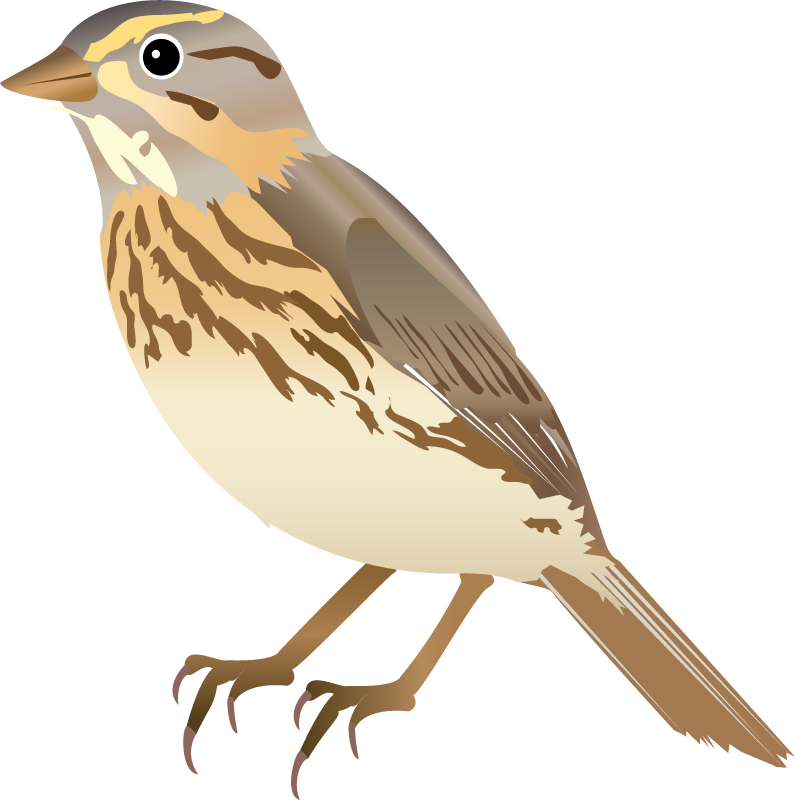 Nelson's Sparrow (Ammodramus Nelsoni)