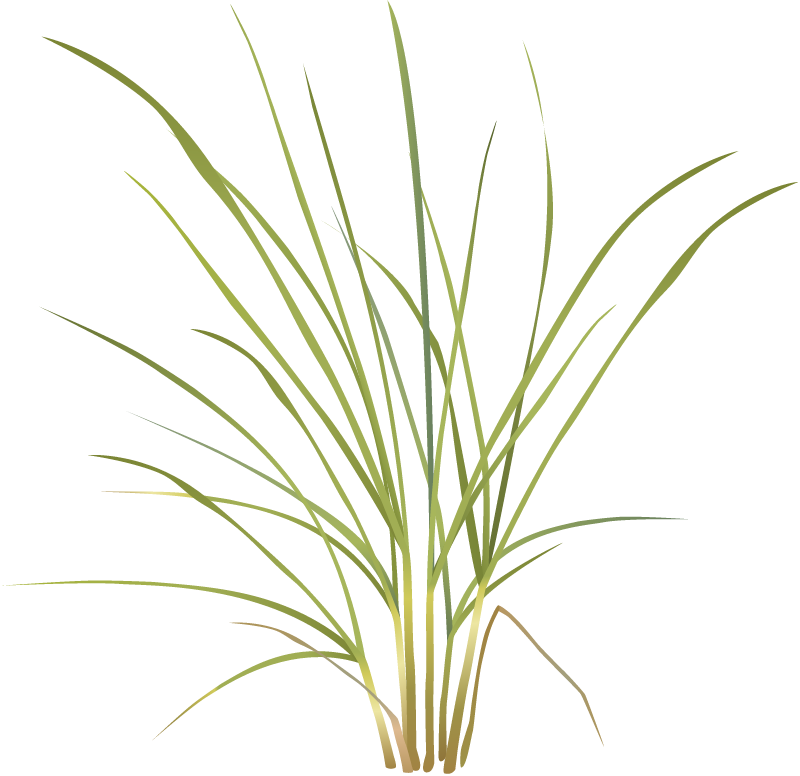 American Beachgrass (Ammophila Breviligulata)
