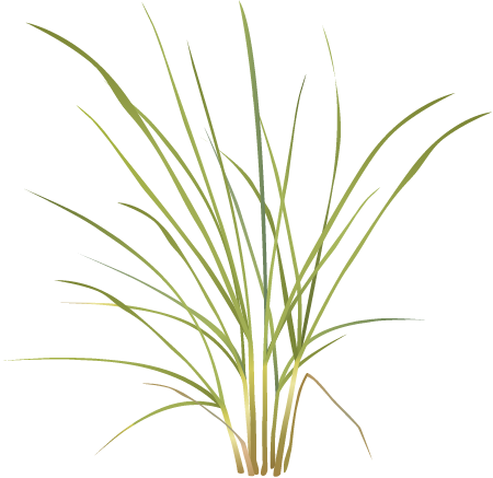 American Beachgrass (Ammophila Breviligulata)
