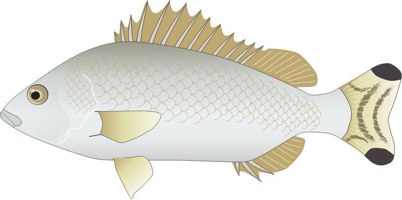 Yellowtail Trumpeter (Amniataba Caudavittata)