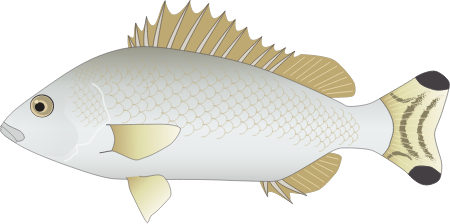 Yellowtail Trumpeter (Amniataba Caudavittata)