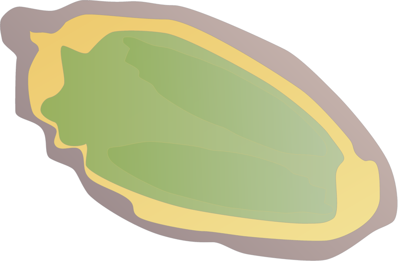Dinoflagellate (Amphidinium Crassum)