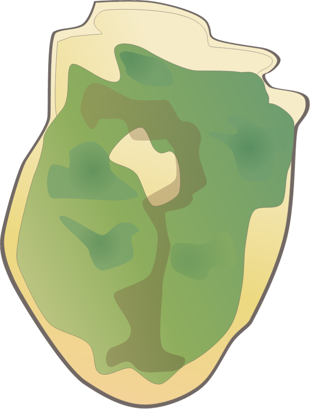 Dinoflagellate (Amphidinium Operculatum)