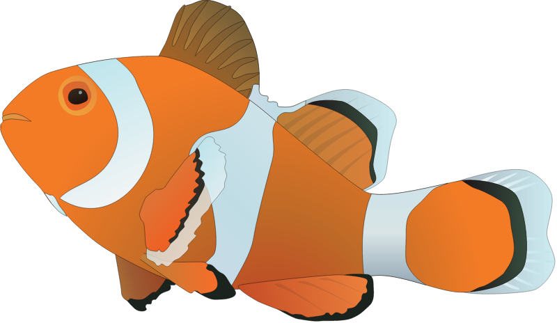 Clownfish (Amphiprion)